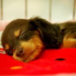 Sleepy Puppy Sleepy Puppy